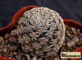 SULCOREBUTIA gemmae GR 18