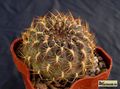 SULCOREBUTIA pampagrandensis RH 819