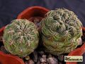 SULCOREBUTIA tarabucoensis VZ 45