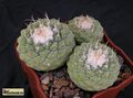  STROMBOCACTUS disciformis