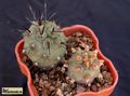 TEPHROCACTUS alexanderi VG 215