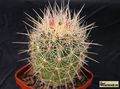 THELOCACTUS bicolor v. bolansis 