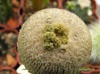 Yavia cryptocarpa