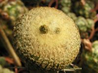 Yavia cryptocarpa