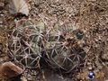 Echinocactus horizonthalonius rus 019 Durango