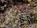 rus024 Echinocactus horizonthalonius, Santo Domingo