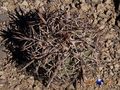  Echinocactus horizonthalonius  rus287