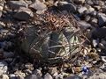 Echinocactus horizonthalonius rus0292