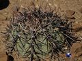 Echinocactus horizonthalonius rus 081