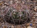 Echinocactus horizonthalonius rus 171