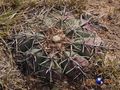 Echinocactus horizonthalonius rus 173