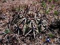 Echinocactus horizonthalonius rus 174