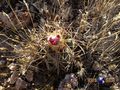 Echinocactus horizonthalonius rus274