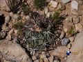 Echinocactus horizonthalonius rus295