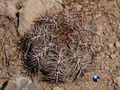 Echinocactus horizonthalonius rus 349