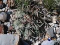 rus384 Echinocactus horizonthalonius