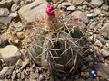 Echinocactus horizonthalonius, RUS 393