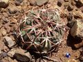 Echinocactus horizonthalonius RUS 396