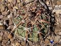 Echinocactus horizonthalonius rus 397