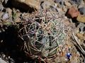 Echinocactus horizonthalonius rus 400