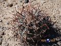  Echinocactus horizonthalonius rus 401