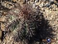 Echinocactus horizonthalonius rus 404