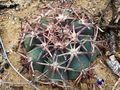 Echinocactus horizonthalonius rus 406 