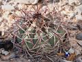 Echinocactus horizonthalonius rus 407