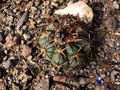 Echinocactus horizonthalonius rus 417