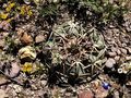 Echinocactus horizonthalonius rus 420