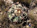 Echinocactus horizonthalonius RUS 423