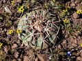 Echinocactus horizonthalonius RUS 424