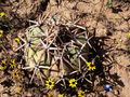 Echinocactus horizonthalonius rus_425