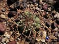 Echinocactus horizonthalonius rus 426