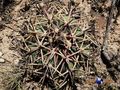Echinocactus horizonthalonius RUS 427