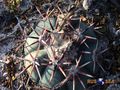 Echinocactus horizonthalonius RUS 429