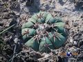 Echinocactus horizonthalonius RUS 433
