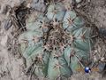 Echinocactus horizonthalonius RUS 438