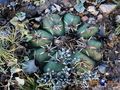 Echinocactus horizonthalonius RUS 444