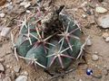 Echinocactus horizonthalonius rus 453