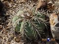 Echinocactus horizonthalonius rus 456