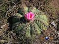 Echinocactus horizonthalonius rus 498