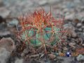 Echinocactus horizonthalonius rus 554