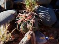  rus 556 Echinocactus horizonthalonius