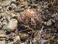 Echinocactus horizonthalonius RUS 561