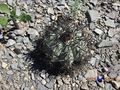  Echinocactus horizonthalonius  rus 598