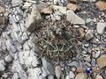 Echinocactus horizonthalonius rus 605