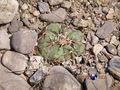 Echinocactus horizonthalonius rus 639