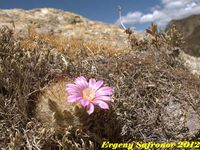 Mammillaria longiflora