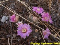 Mammillaria longiflora